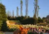The Bo in Botanic Bo at Tulsa Botanic Garden